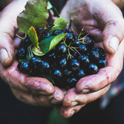 Aronia Berry Powder