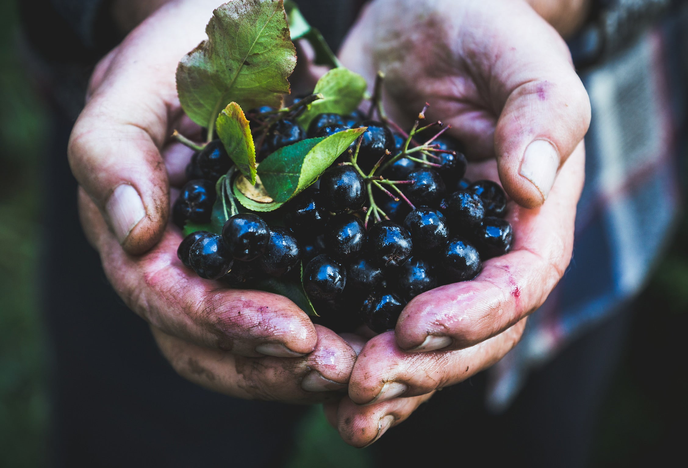 Aronia Berry Powder