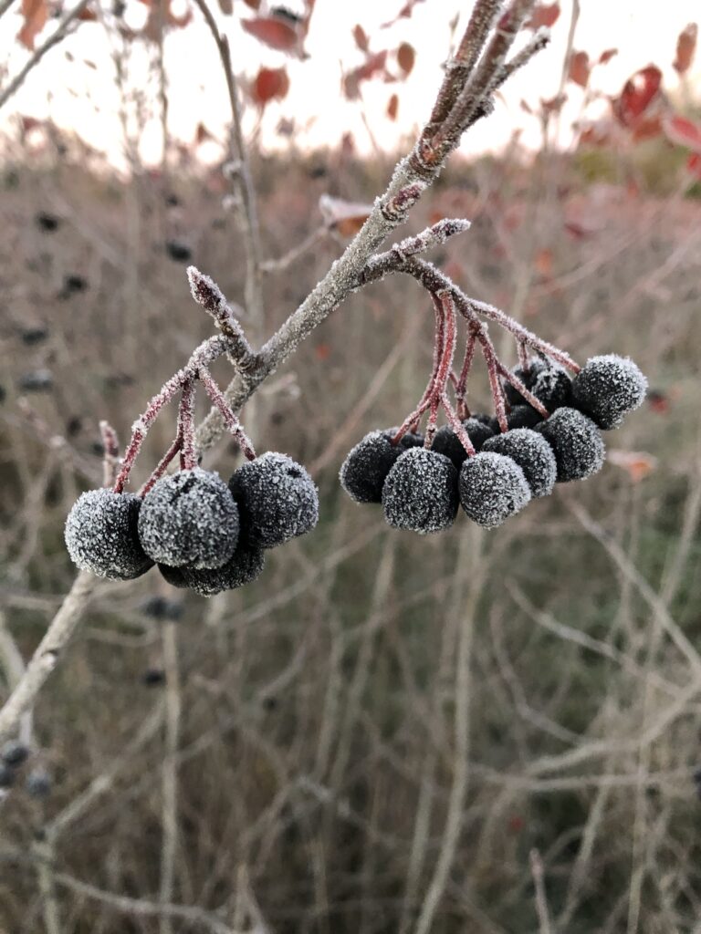 Picture of aronia berries on plant with frost 